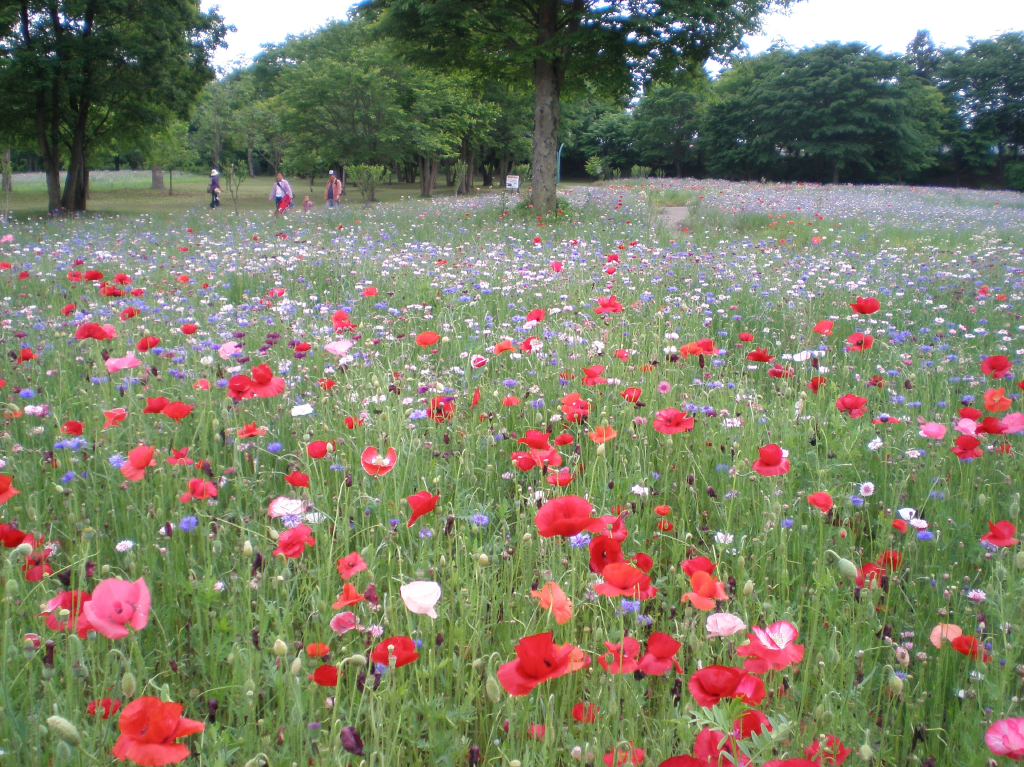 わんぱく公園　ひかるガーデンズ